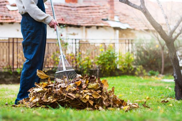 Outdoor Foliage Removal